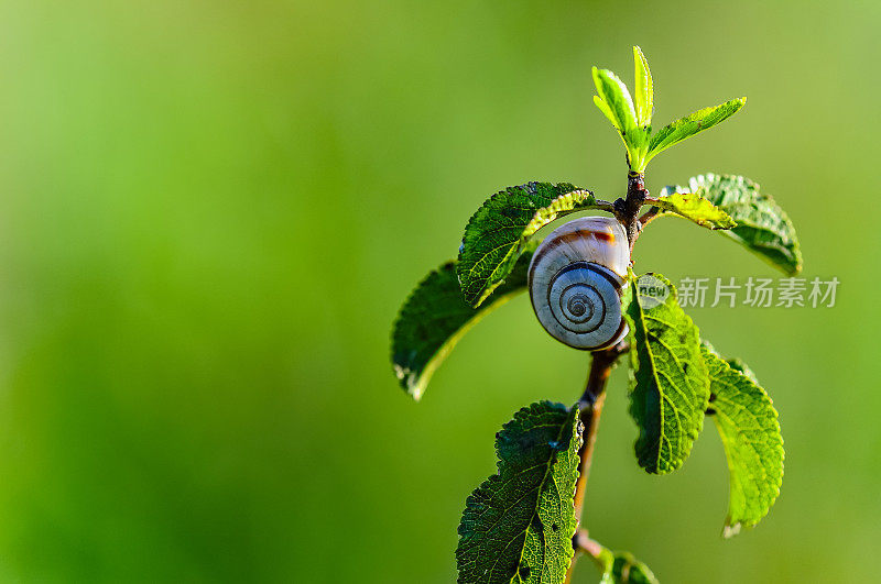 大蜗牛爬行在路上，夏天在花园，花园蜗牛爬上一棵树寻找食物，可食用的蜗牛或蜗牛，是一种大型和可食用的。(Siput, Bekicot Or Snail)。